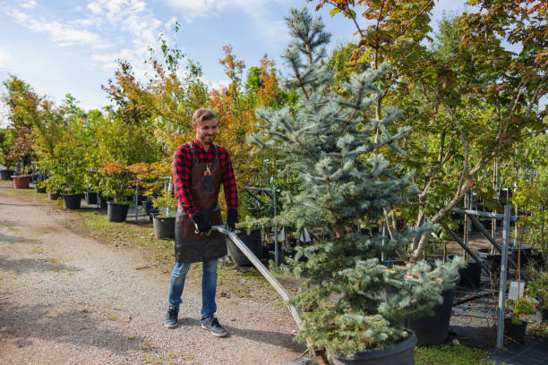 How Our Tree Care Process Works  in  Camp Swift, TX